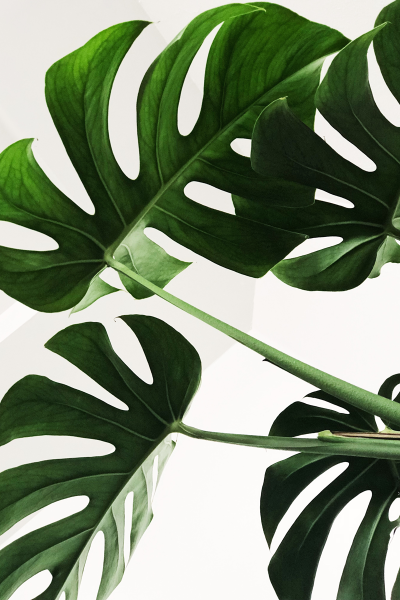 over-the-green-monstera